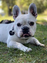 Close-up portrait of dog on field