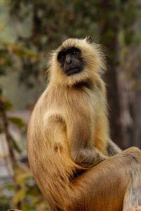 Portrait of monkey sitting in forest
