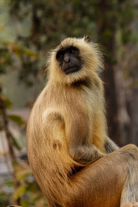 Portrait of monkey sitting on tree in forest