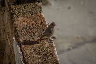 Bird perching on a wall
