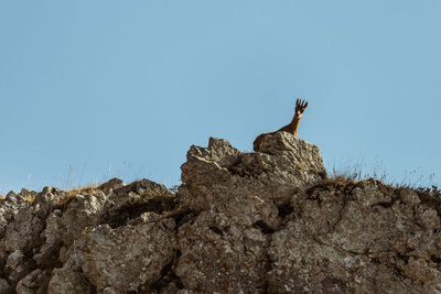 Low angle view of bird perching on rock against clear blue sky