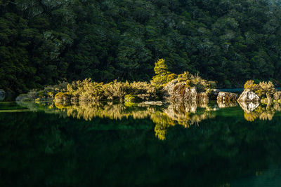 Scenic view of lake in forest