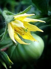 Close-up of yellow flower