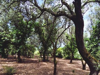 Trees on field in forest