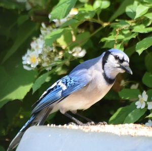 Close-up of bird perching on a plant