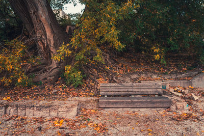 Trees on landscape during autumn