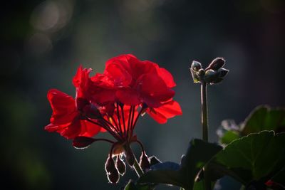 Close-up of red hibiscus blooming outdoors