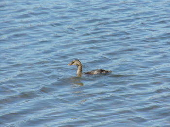 Close-up of swan swimming in lake