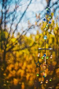 Low angle view of lighting equipment hanging on tree