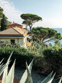Plants growing outside building by sea against sky