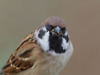 Close-up of a bird looking away