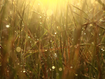 Close-up of wet grass on field