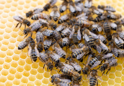 Close-up of bee on yellow flower