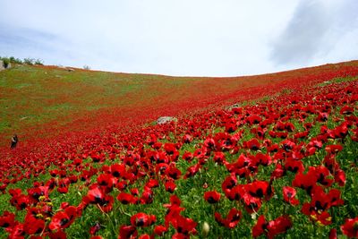 Red poppy flowers on field against sky