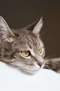 Close-up portrait of a cat looking away