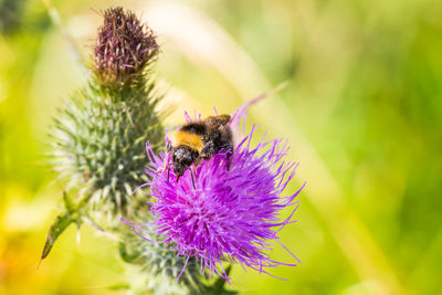 Close-up of insect pollinating on purple flower