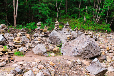 Stone wall by trees in forest