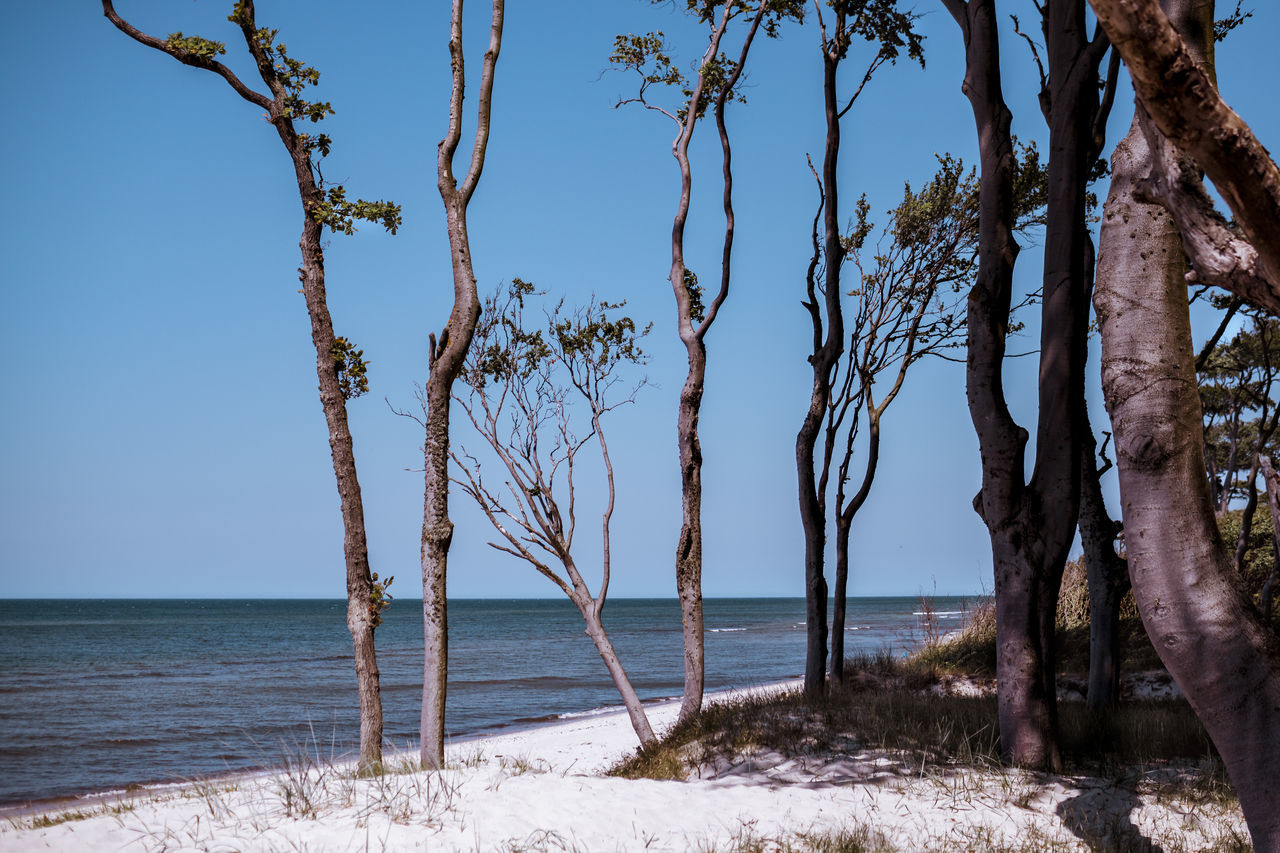 tree, water, sea, sky, beauty in nature, land, nature, tranquility, plant, beach, tranquil scene, scenics - nature, trunk, day, tree trunk, no people, clear sky, horizon over water, outdoors