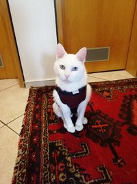 High angle view of cat sitting on floor