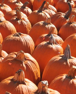 Full frame shot of pumpkins