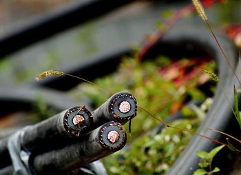 Close-up of cable on field 