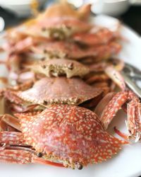 Close-up of crabs in plate