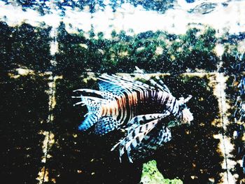 Close-up of fish swimming in sea