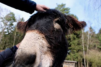 Close-up of hand feeding horse against trees