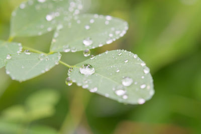 Close-up of water drops on plant leaves