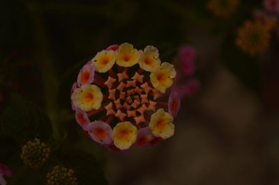 Close-up of flowers against blurred background