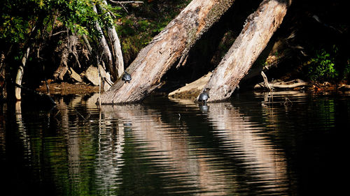 Close-up of tree trunk by lake