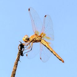 Low angle view of dragonfly on twig against sky
