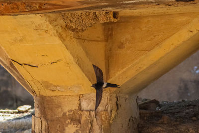Low angle view of bird flying against wall