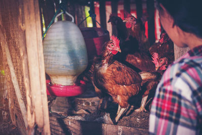 Cropped image of person looking at chicken birds at farm