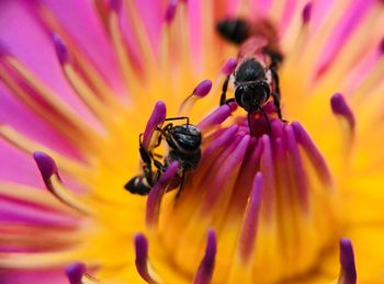 Close-up of insect on purple flower