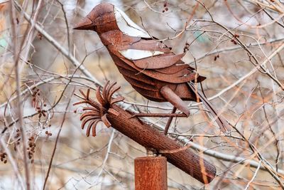 Close-up of bird perching on bare tree