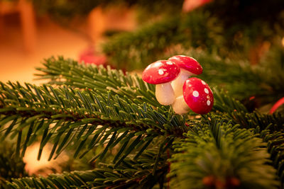 Close-up of christmas tree