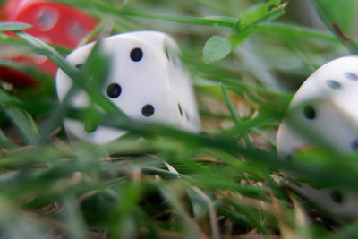 Close-up of a plant