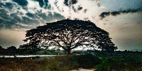 Trees on field against sky at sunset