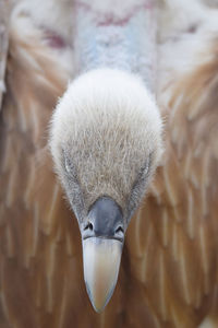 Vulture sleeping