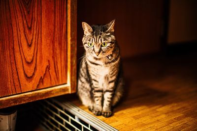 Portrait of cat sitting on wooden floor