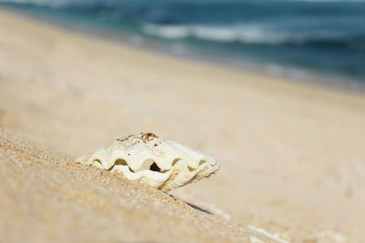 Close-up of a reptile on the beach