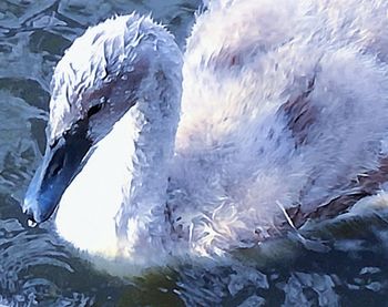 Close-up of duck swimming in sea