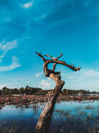 Driftwood on tree by lake against blue sky