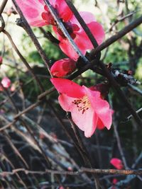 Close-up of pink flowers