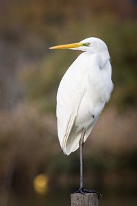 Close-up of bird perching on flower