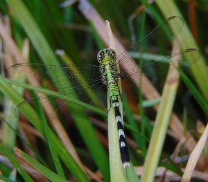 Close-up of dragonfly on grass in field