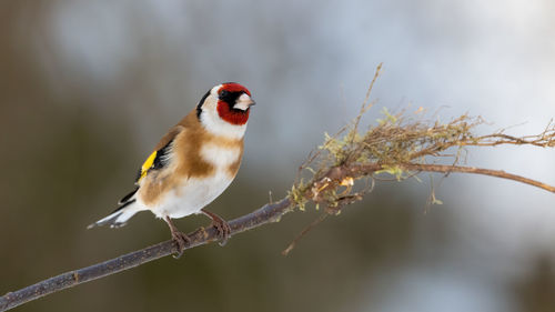 Close-up of bird perching on branch