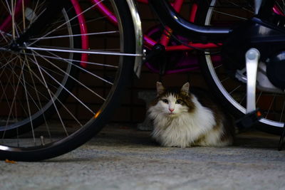 Portrait of cat sitting on bicycle