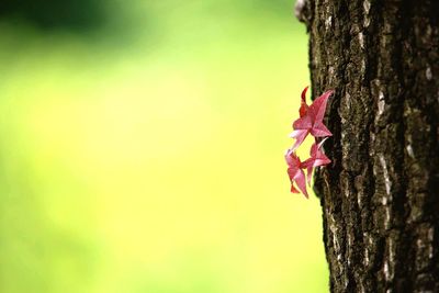 Close-up of lizard on tree trunk